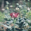 Plants: image2 136 Of 208 Thumb